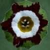 auricula Portree - Abriachan Nurseries